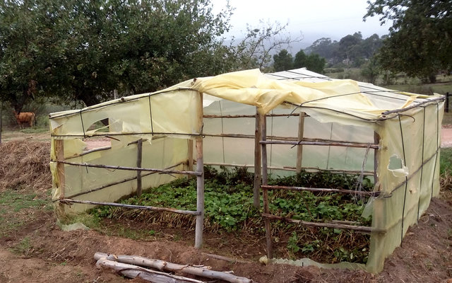 Sweet potato hothouse where the runners are left to root before being transplanted.
